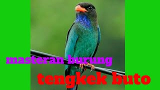 Download Lagu masteran burung tengkek buto MP3 Download Lagu masteran burung tengkek buto MP3