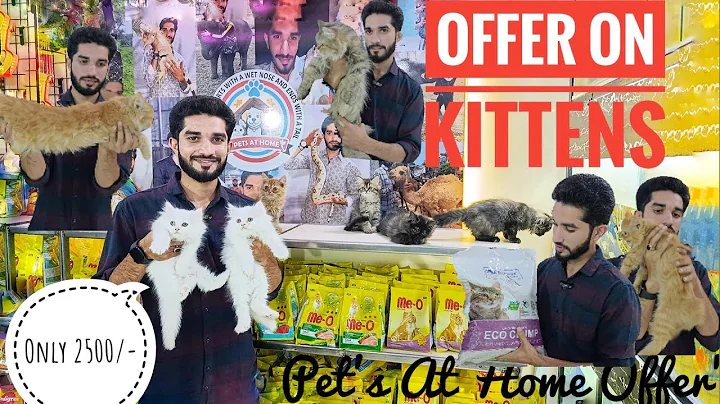 Video 7258781: quality pure persian kitten, home pets cat kittens, farm animals