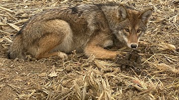 Trapping Indiana Coyotes 1/11/21