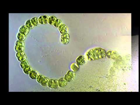 Vídeo: Diferencia Entre Cianobacterias Y Algas