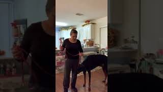 Puppy Training, Adding the VERBAL CUE to SIT