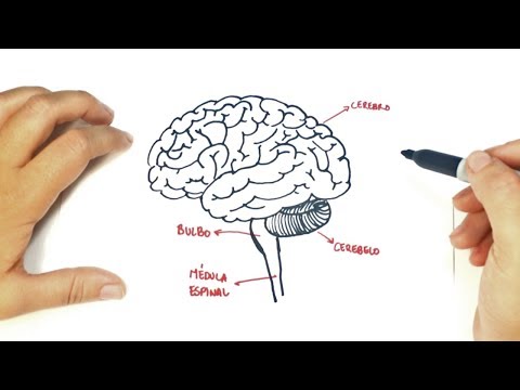 Cómo dibujar el Cerebro Humano paso a paso | Dibujo fácil de un Cerebro Humano