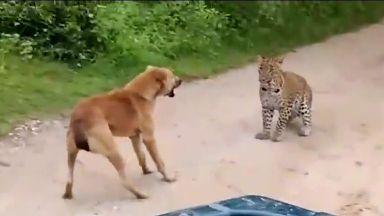 Tiger Vs Dog Real Fight Between Tiger & Pet Dog CCTV Footage YouTube