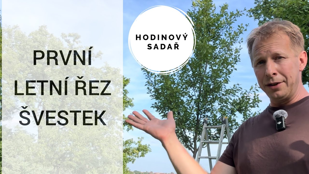 🌳 Jak a kdy stříhat v létě švestku? 🌳 Letí řez slivoní 🌳