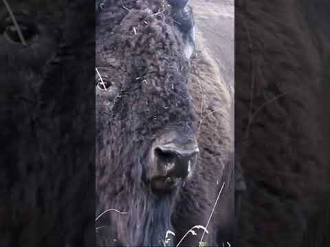 don't mess. #Shorts #outdoors #yellowstone #bison #wildlife