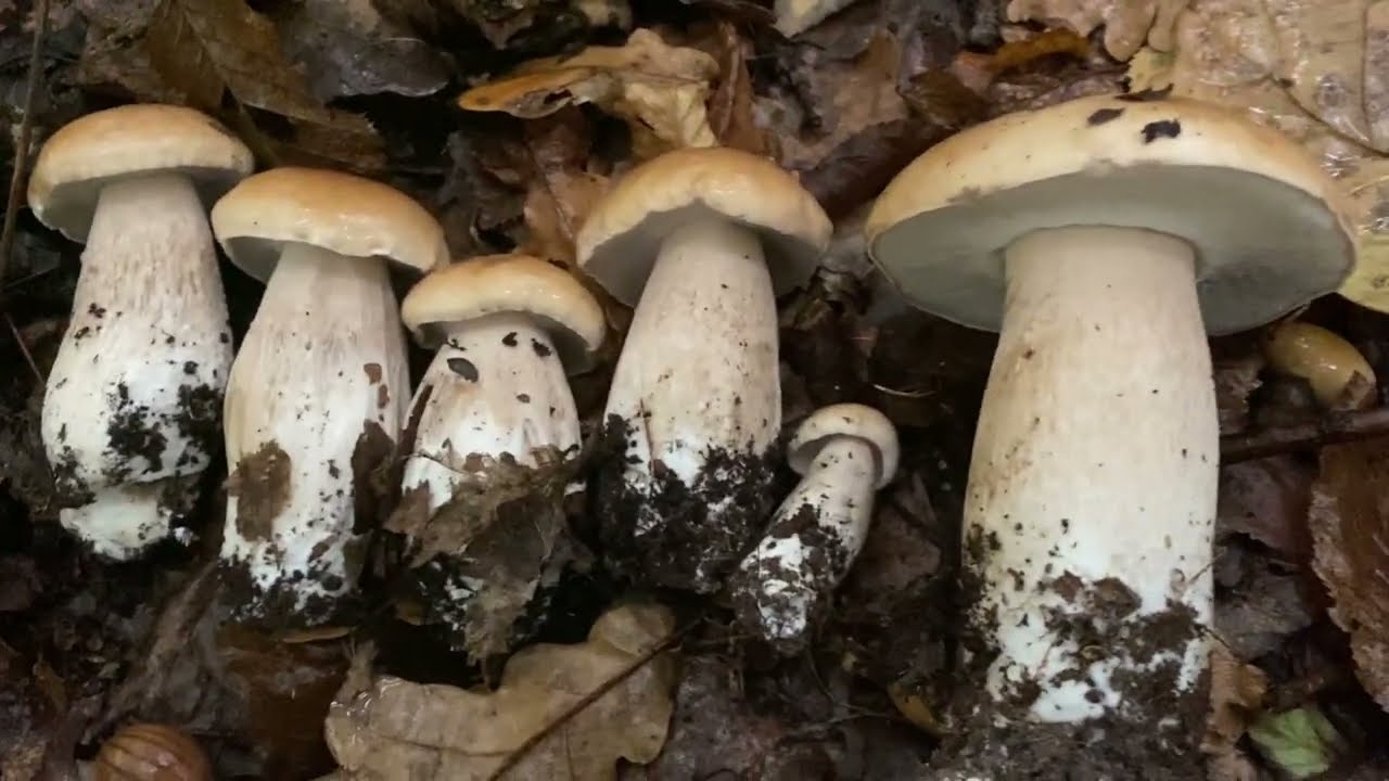 Море білих грибів! По шість 6️⃣ кожне місце по шість 6️⃣ білячків. Чудо а не Грибалка. Дощ Ліс 🌳гриб