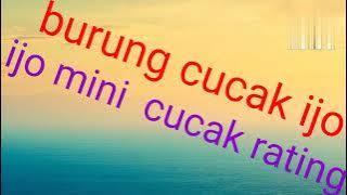 @suarah cucak ranting vs mini dan ijo bic