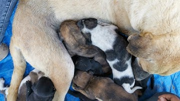 Dog Ticks Remove - Easy And Fast Way To Remove All Ticks From Poor Dog - Save Poor Dog EP 79