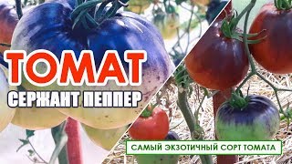 Сержант Пеппер Томат Описание И Фото Характеристика