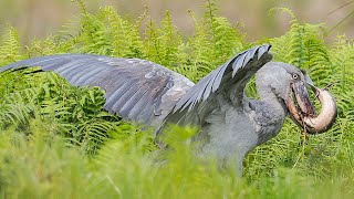 Shoebill Stork The Living Dinosaur