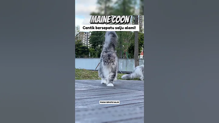 Video 11292511: kucing maine coon