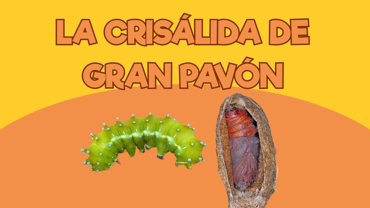Viviendo en un Zoo: La crisálida de Gran Pavón | Santillana del Mar