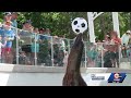 Kansas City Zoo celebrating the World Cup with soccer-themed activities, enrichment for animals