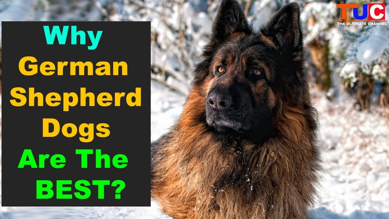 best shepherd dogs