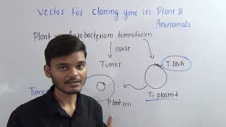 vector for cloning gene in plants Animals