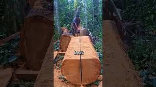 This is the moment that lumberjacks wait for when cutting wood. #chainsaw #wood #feedshorts