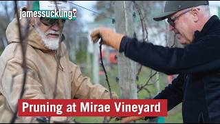 Pruning at Mirae Vineyard