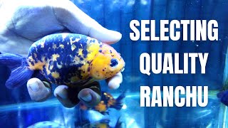 HOW TO SELECT GOOD QUALITY RANCHU