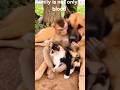 Family 😂😀 #shorts #dog #cat #monkey #ytshorts #trending