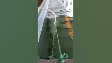 Micro-nano bubble generators oxygenate fish pond water