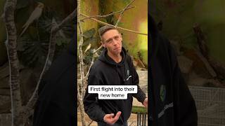 Releasing Zebra & Bengalese Finches Into Their New Aviary 🕊️#shorts