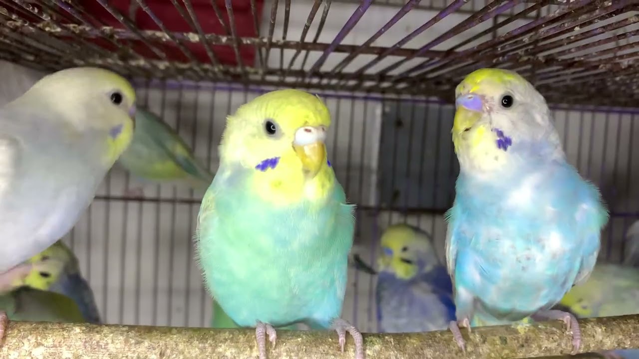 #rainbowbudgies