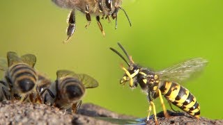 Honey bees + german wasps dispute. Honigbienen +  Wespen streiten