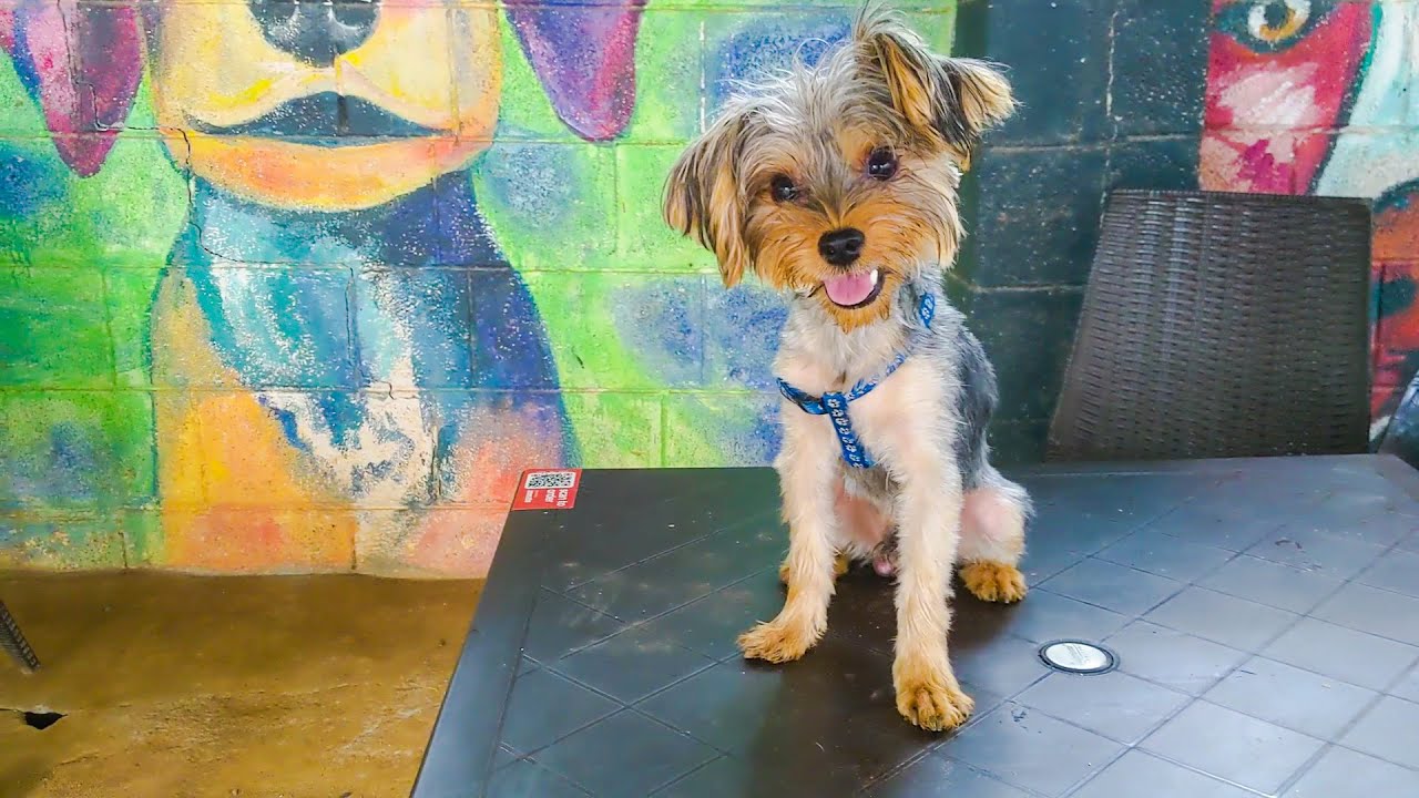 Therpup Dog Cafe In Bangalore Crazy Shenanigans In Dog Cafe!!! YouTube