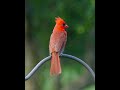 Singing Cardinal