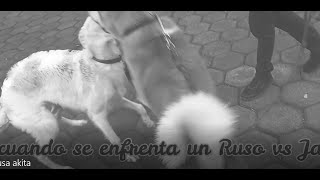 Cuando Se Enfrentan Akita Japones Vs Borzoi Ruso