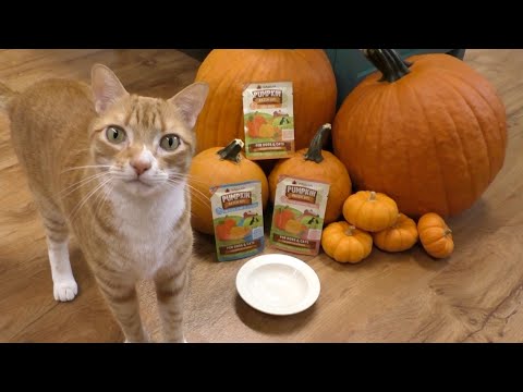 My Cat Loves to Eat Pumpkin!