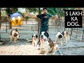 India’s Largest Dog Collection (dog Breeding, sell puppies)