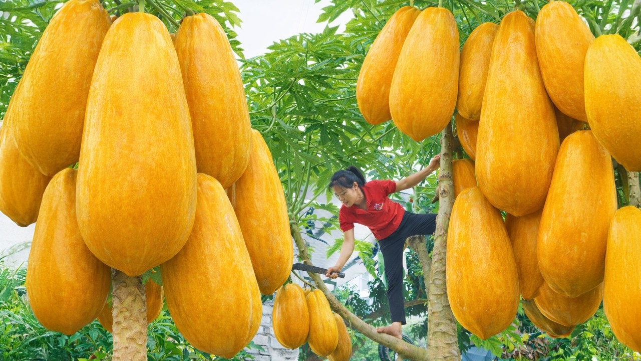 Harvesting giant papayas to make salads and sell at the sell