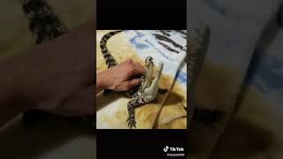 Download Lagu cute alligator noises MP3