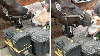 Horse Grooming Corgi Best Friend