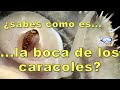 ¿SABES COMO ES LA BOCA DE LOS CARACOLES?