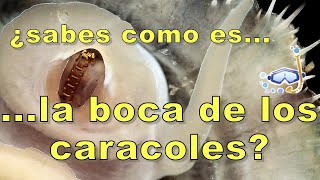 Sabes Como Es La Boca De Los Caracoles?
