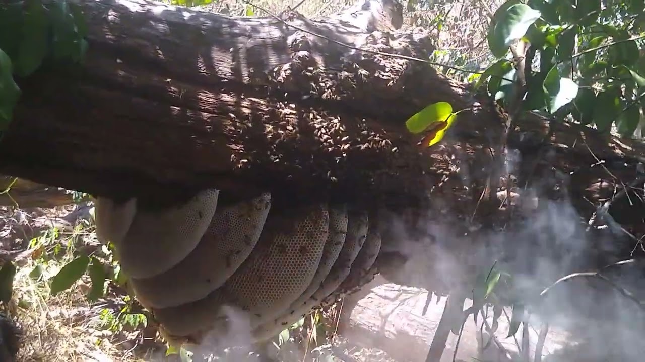 Colorado de eucalipto 5º vídeo