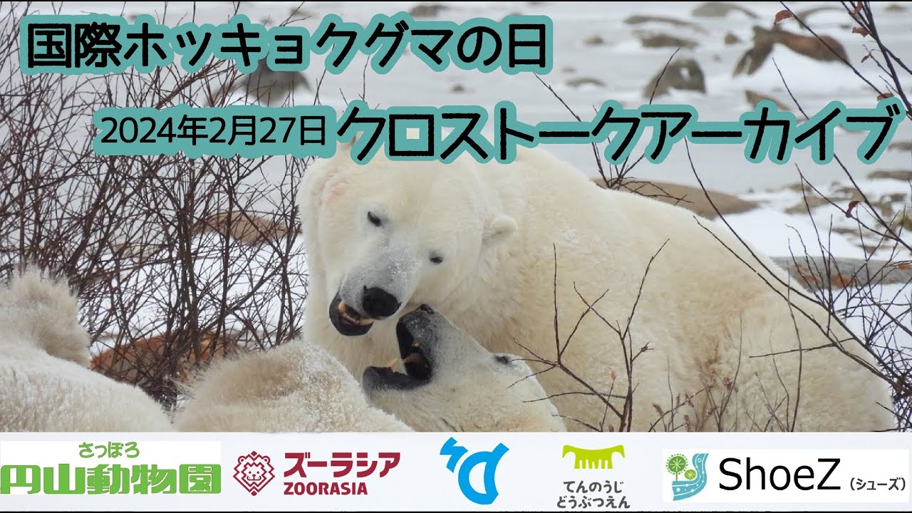 【ズーラシア公式】国際ホッキョクグマの日　4園共同プログラム　クロストークアーカイブ