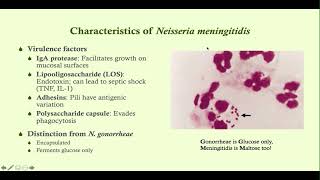 Neisseria meningitidis (meningococcal meningitis) - Microbiology Boot Camp