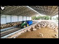 How farmers raise young sheep effectively  wool factory
