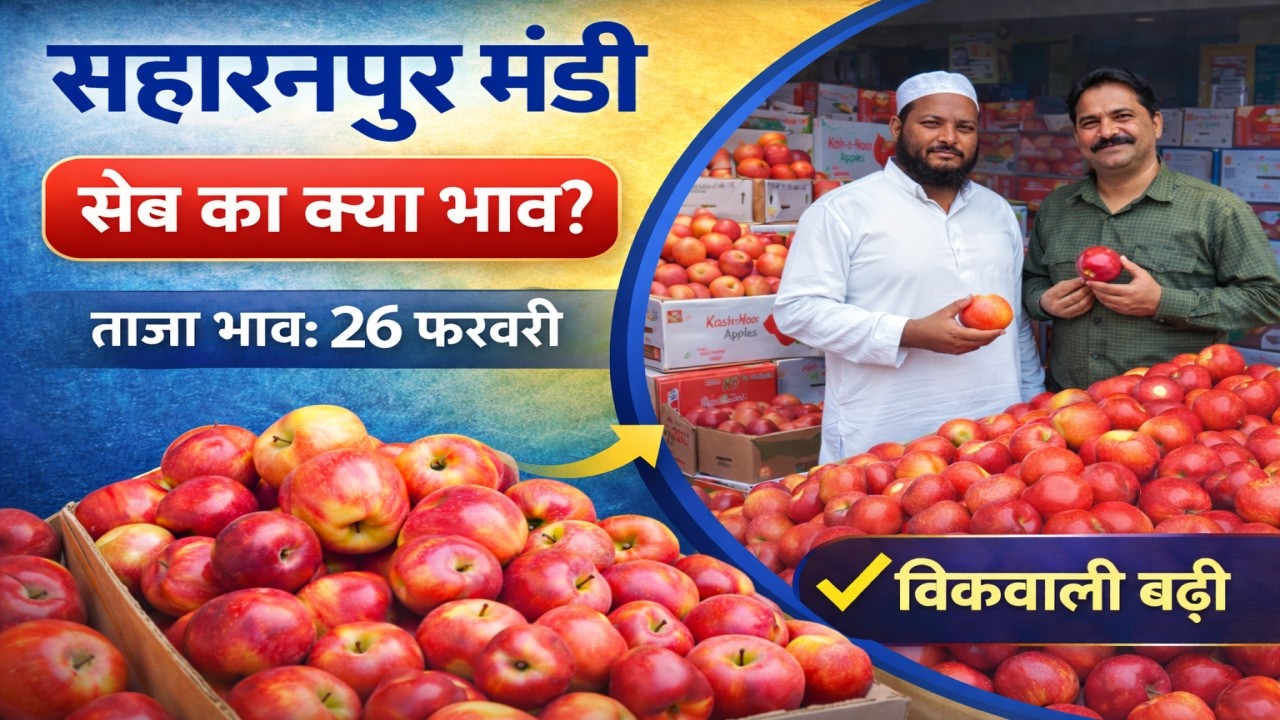सहारनपुर मंडी में कुल्लू डेलिशियस का बाजार ।07.03.2026