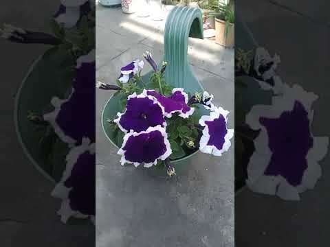 Beautiful petunia flowers 🥰#petunia #viral #ytvideo #youtube