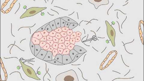 Communication of tumour cells with the microenvironment