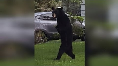Watch a Wild Bear Walk on Two Legs After Injuring Front Paws