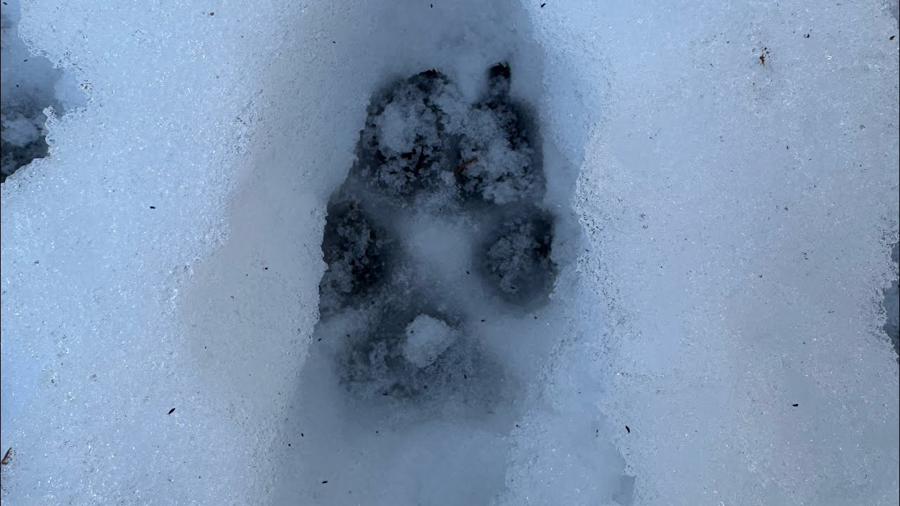 90 hodín na stope vlka 