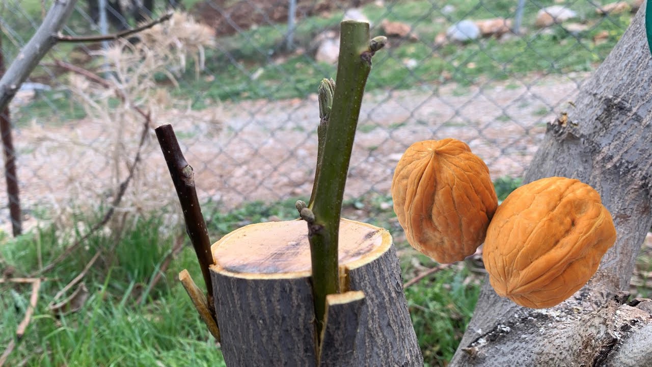 ئاسانترین موتربەی گوێز ، تطعيم الجوز ، grafting walnut #grafting #التطعيم #موتربه #agriculture trees