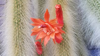 Flor Do Cactos Rabo De Macaco Gigante