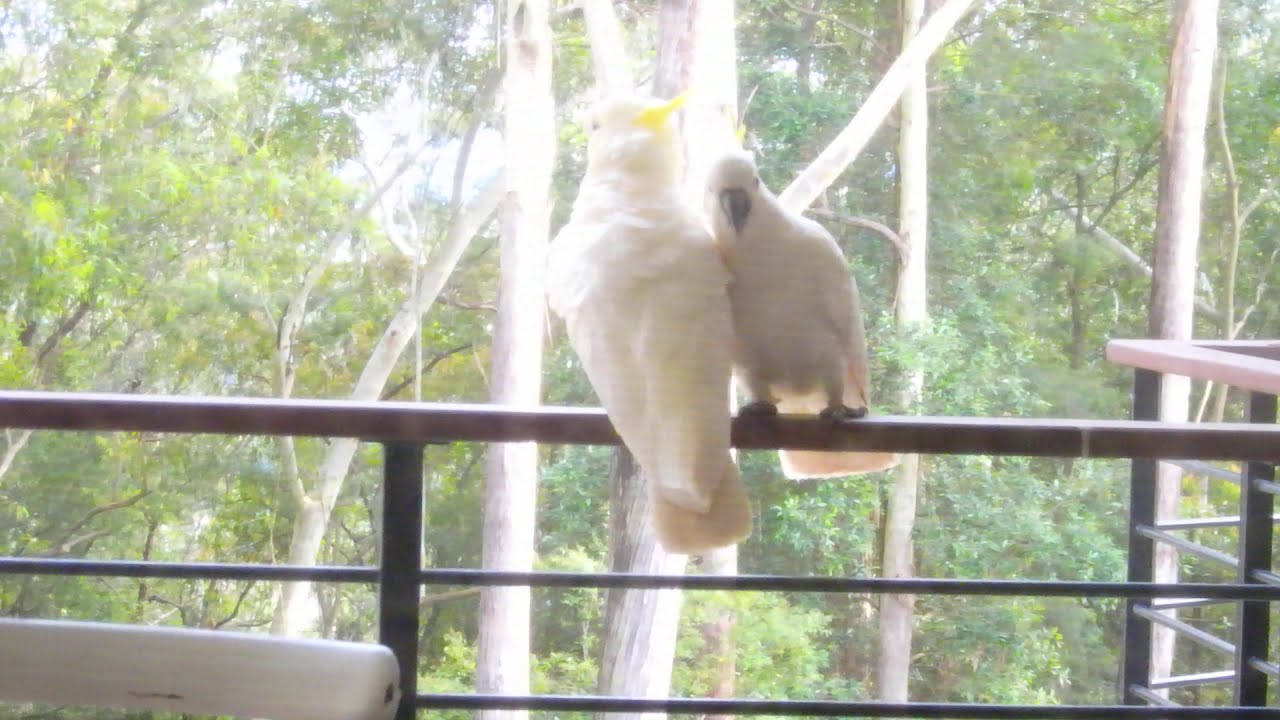 funny cockatoo video YouTube
