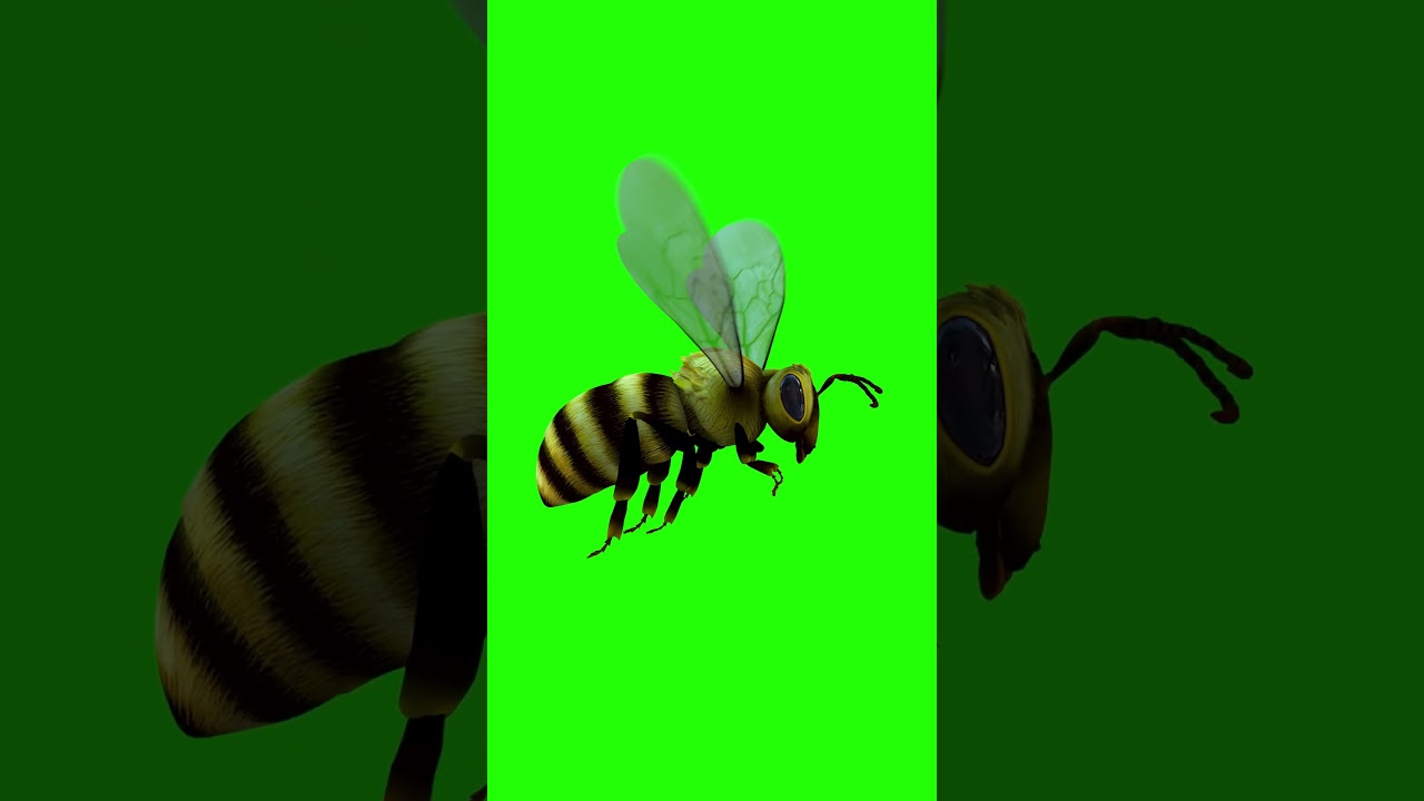 3D Animated Birds Flying Green Screen For Editing For Free